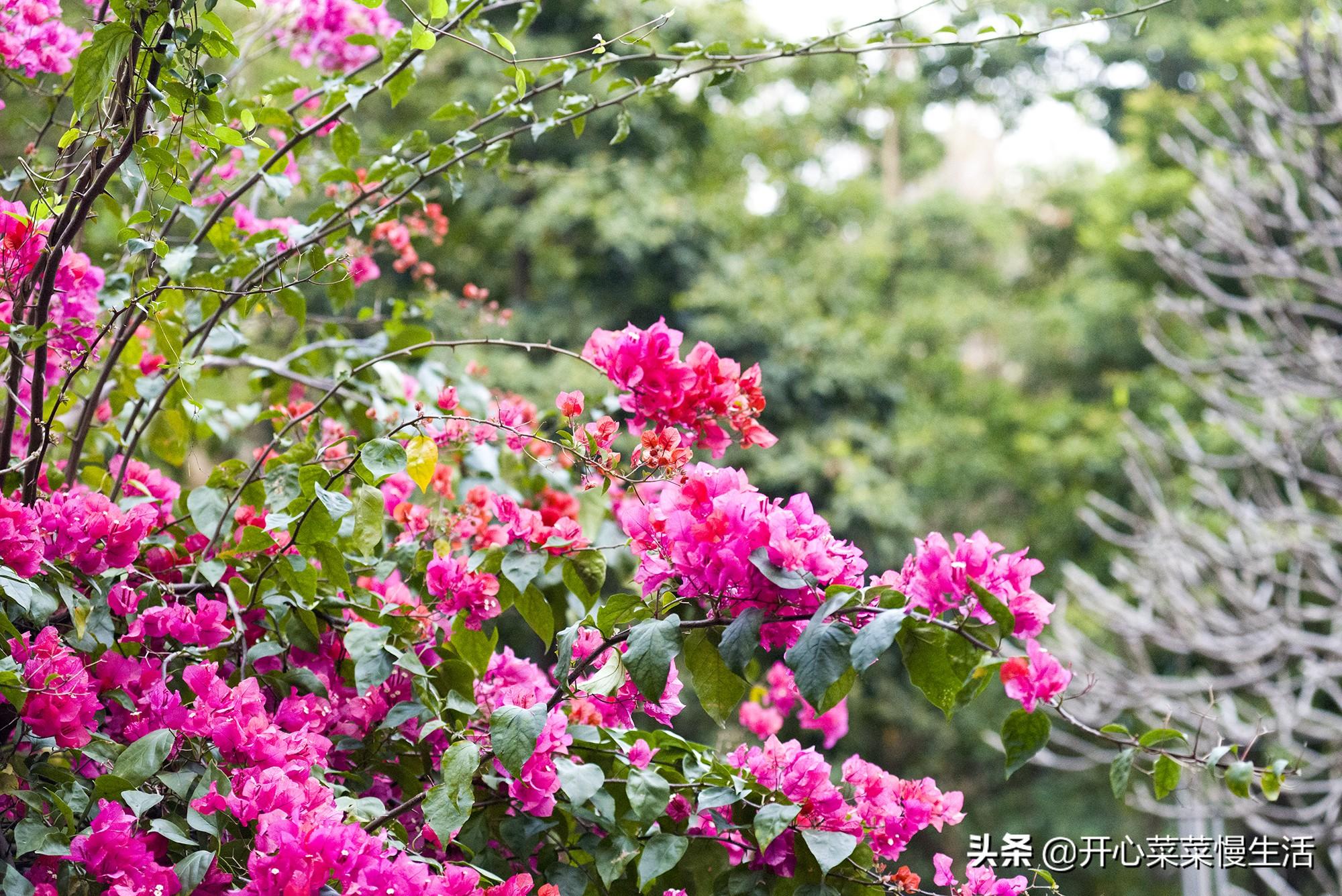 探访暖春花开地新址，自然人文之美交相辉映的秘境