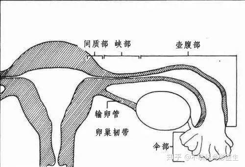 通草的功效与作用能通输卵管堵塞,精细执行计划_特别款58.235