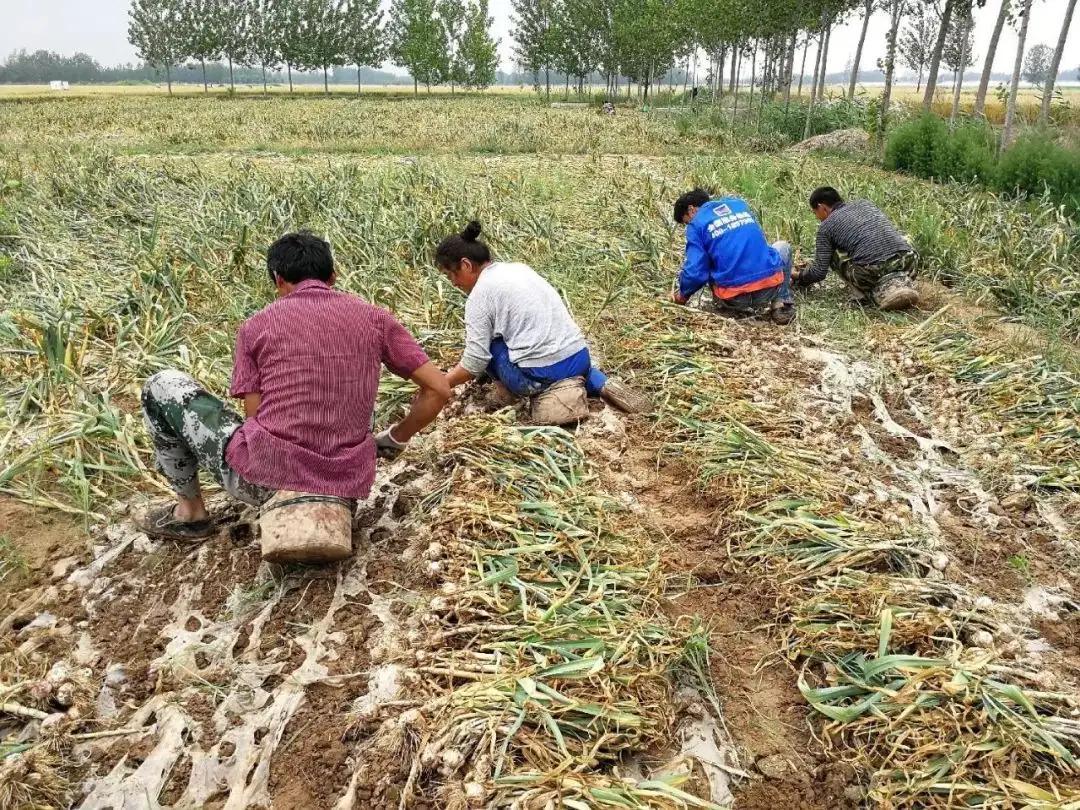 金乡县大蒜市场今日价格动态解析