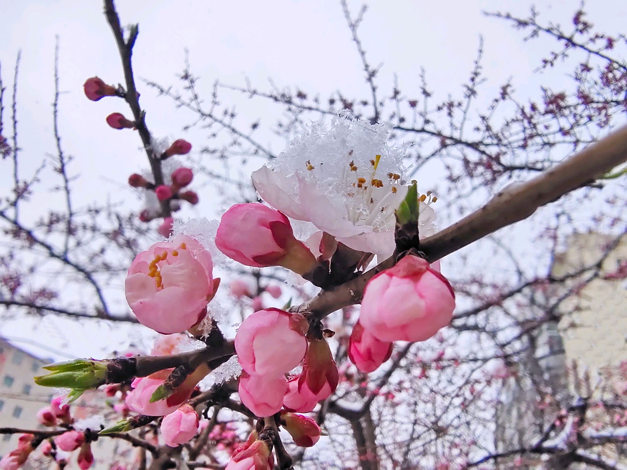 春暖花开时，文化与话题交融之美探索