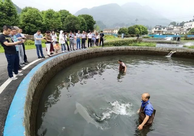 鲟鱼镇最新动态，揭秘小镇新发展盛况