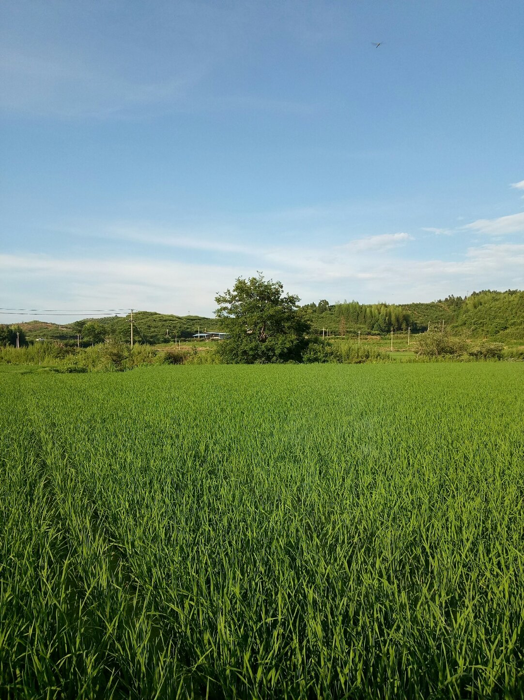 禾洞农林场天气预报更新