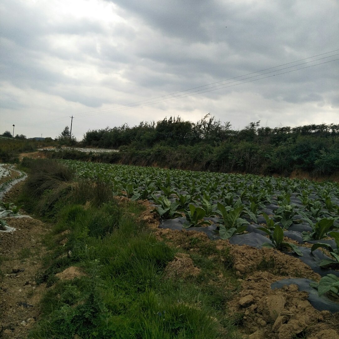 横塘岗乡天气预报更新通知